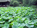 夏日荷塘