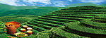 茶园风光