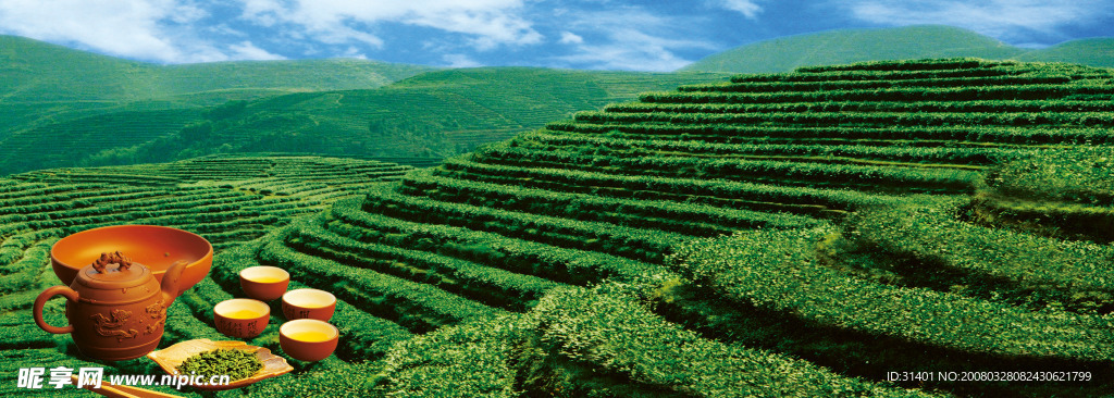 茶园风光