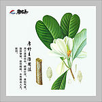 厚朴