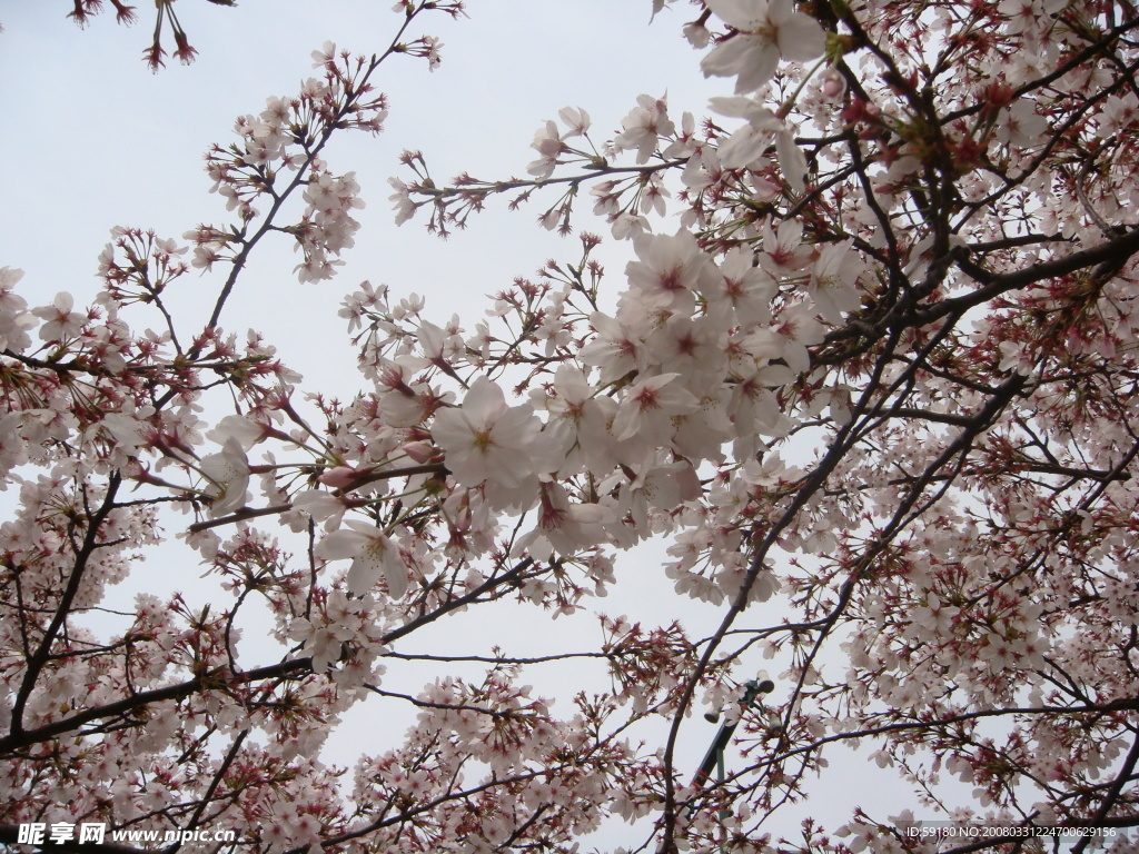 桃花朵朵开