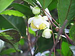 山茶花