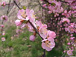新春桃花
