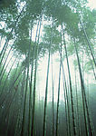 迷雾竹林