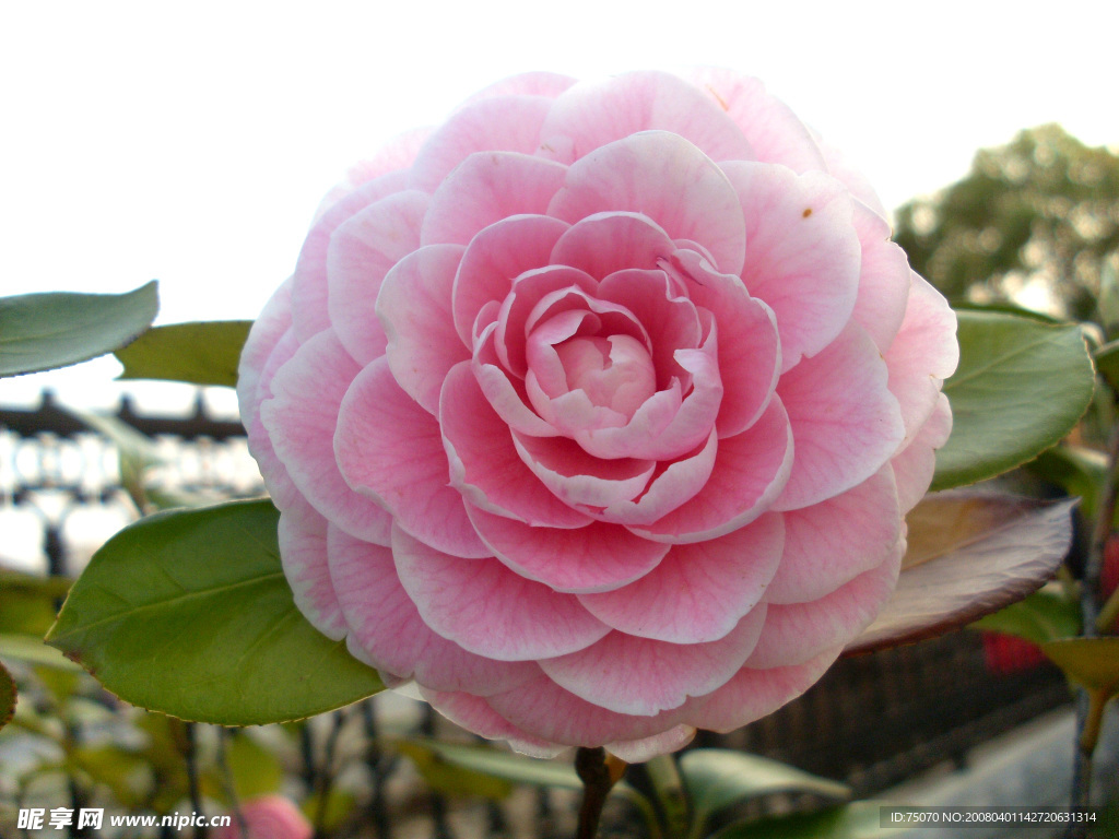 粉红色大茶花