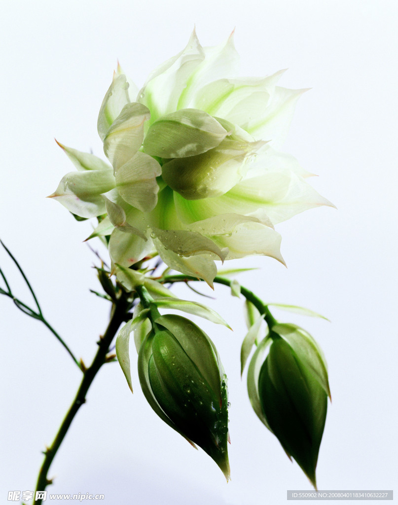鲜花