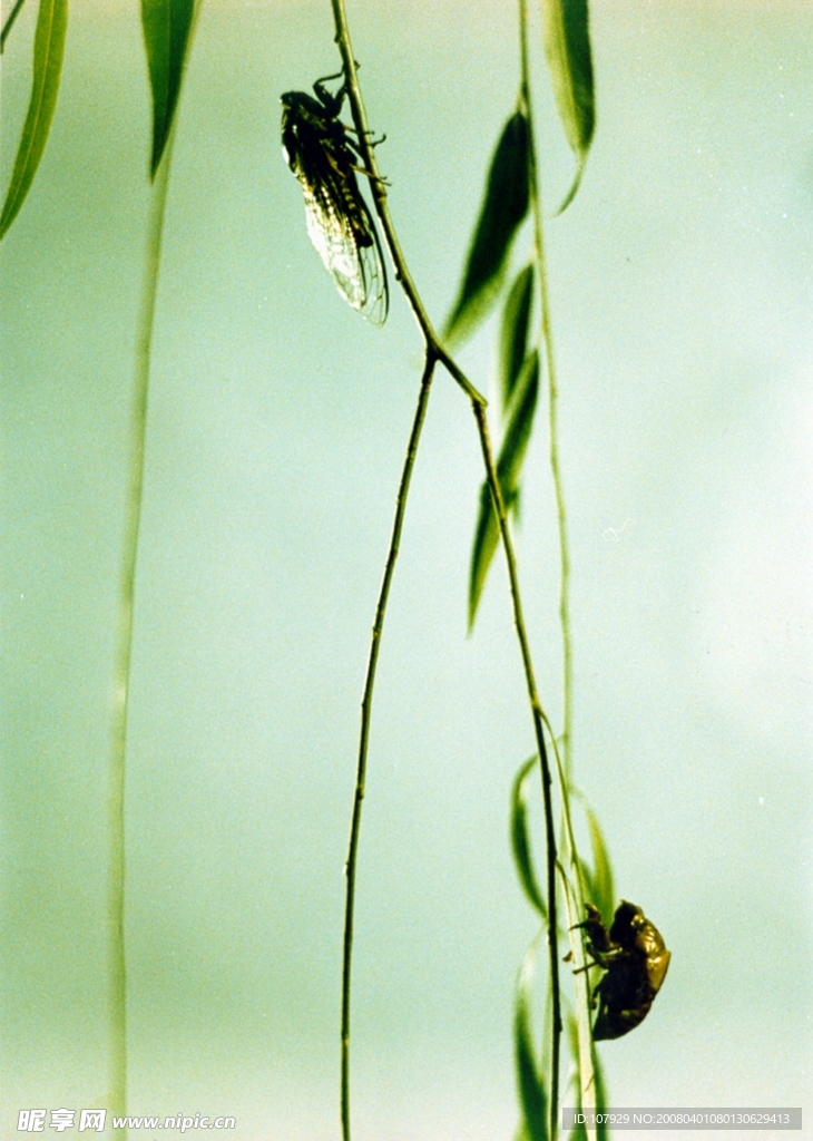夏蝉与枝条