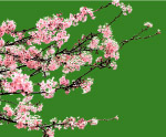 漂亮桃花