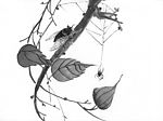 花 虫