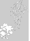 日本专业设计矢量花草
