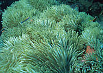 海洋生物-珊瑚海葵