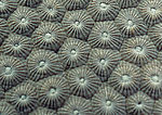 海洋生物-珊瑚海葵