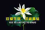 关爱生命 远离毒品