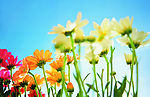 皱菊
