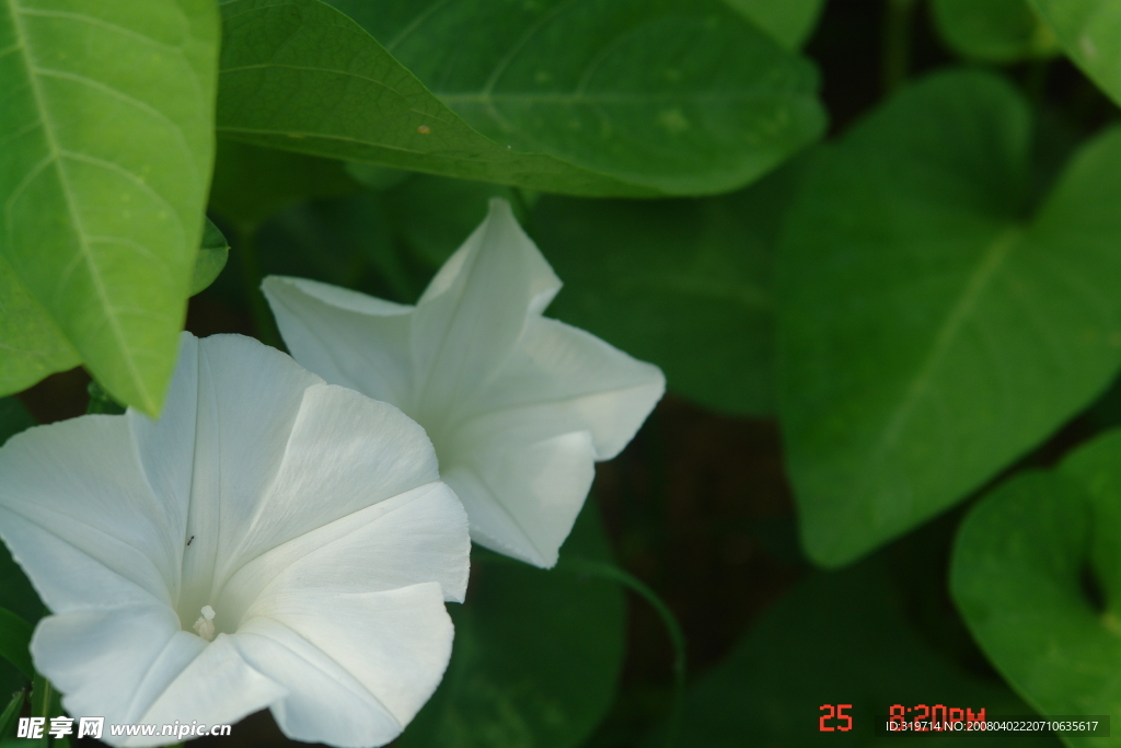 空心菜花