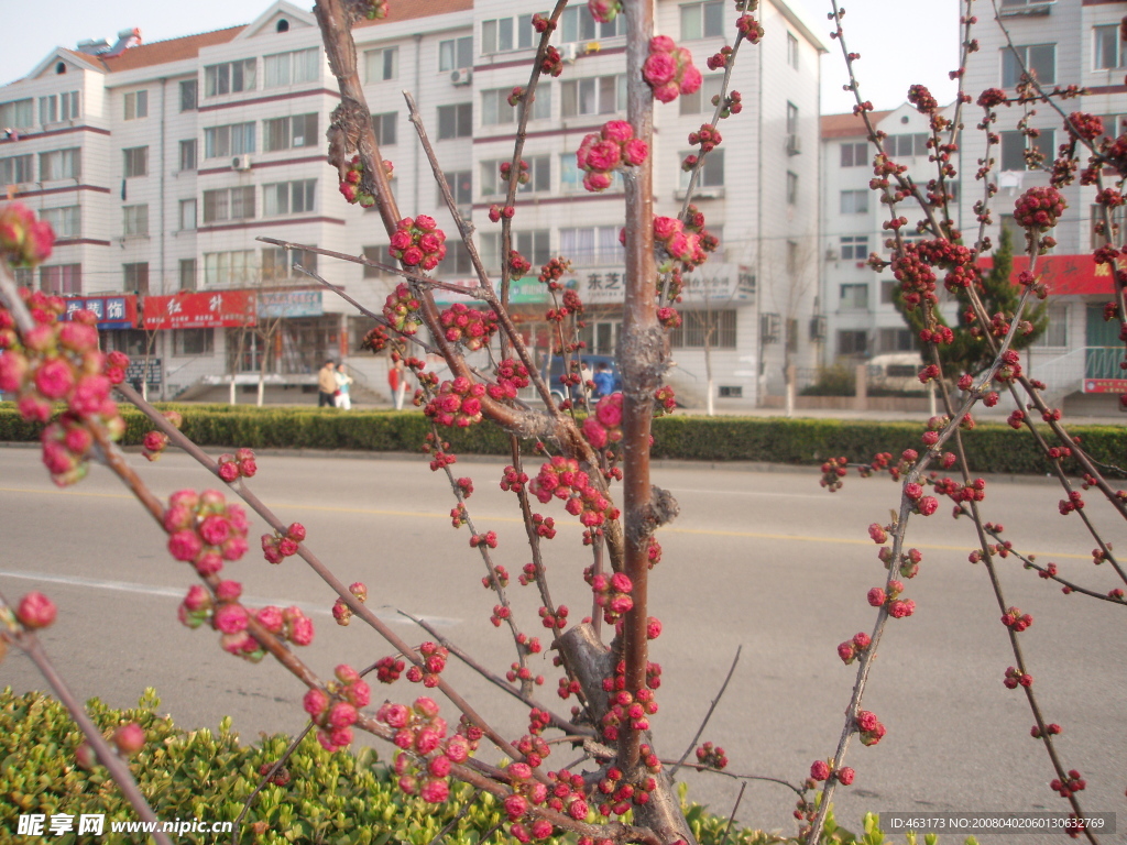 鲜花