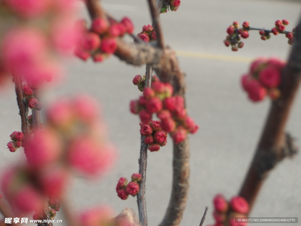 鲜花美丽的鲜花