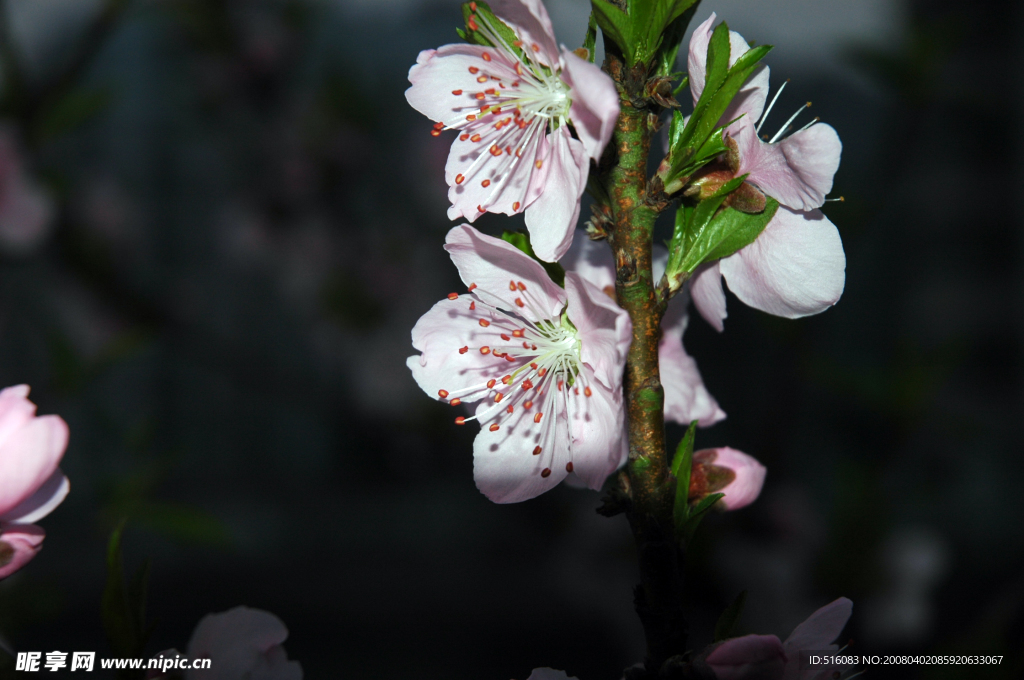 桃花