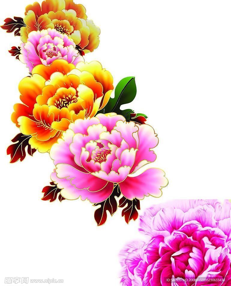 牡丹