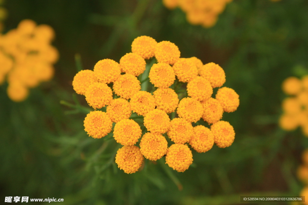 黄色雏菊