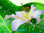 百合花分层