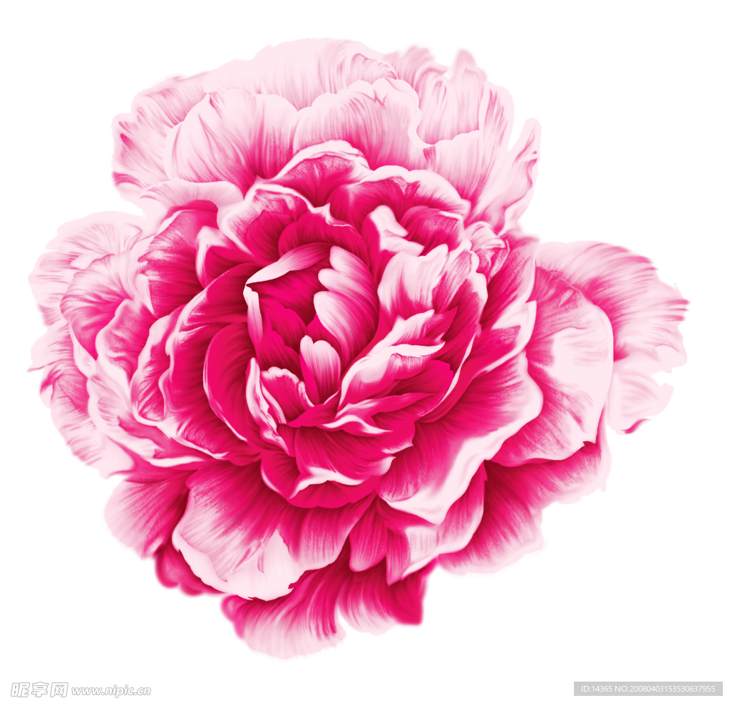 花朵特写