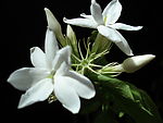 茉莉花