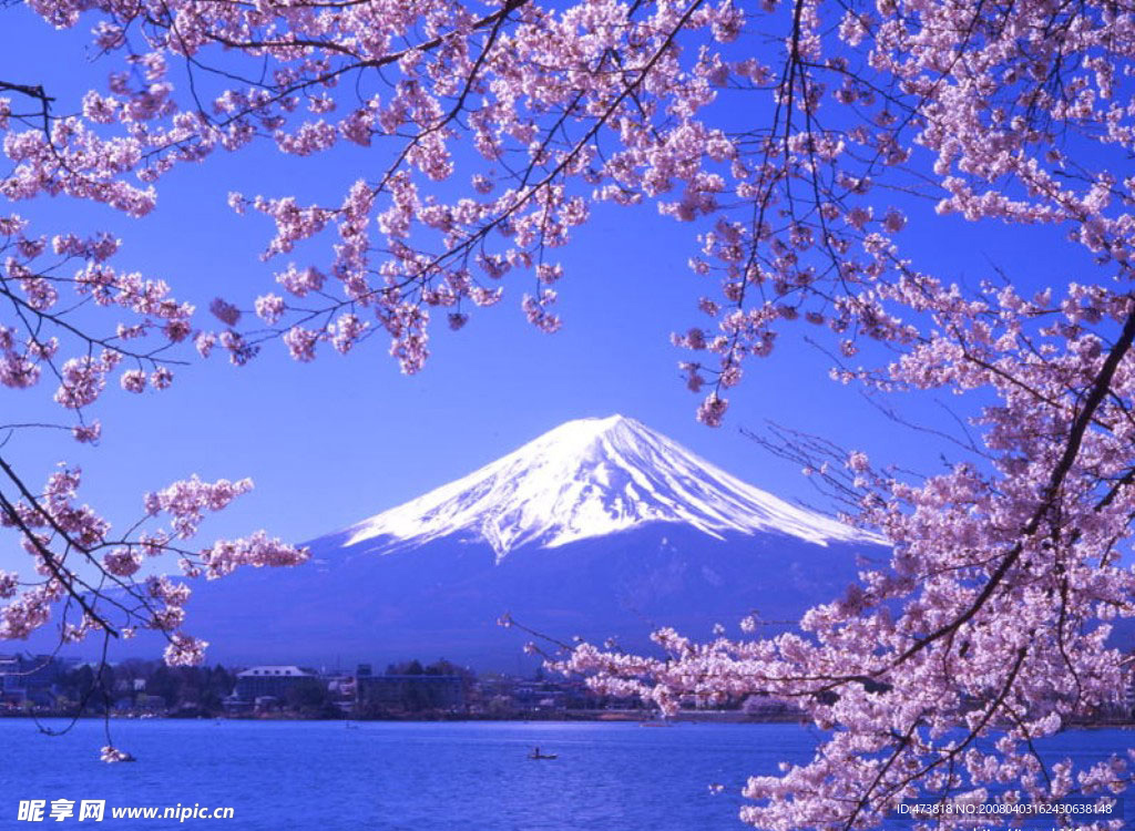 樱花树