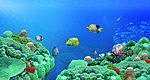 海底世界