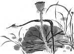 花 蜻蜓