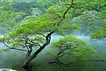 秋天树木  山水风景