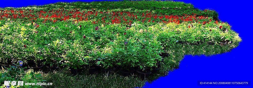 芳草殷殷 花草 分层 抠图 PSD