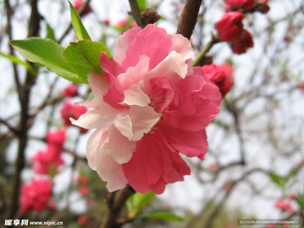 桃花