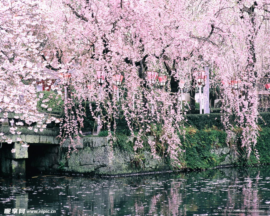梨花
