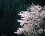 梨花