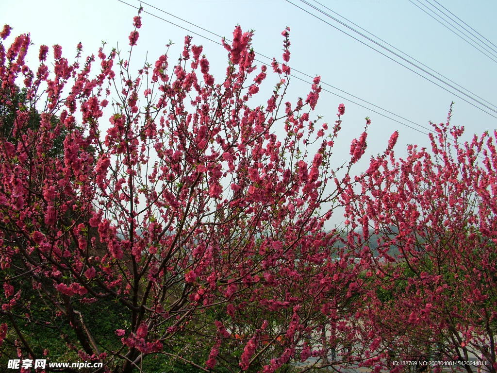 桃花