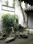 怪树