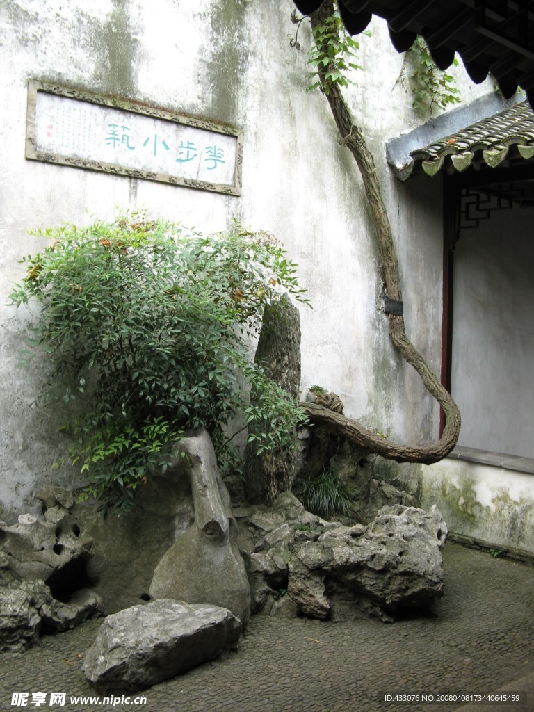 怪树