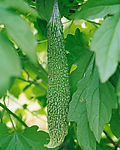 蔬菜