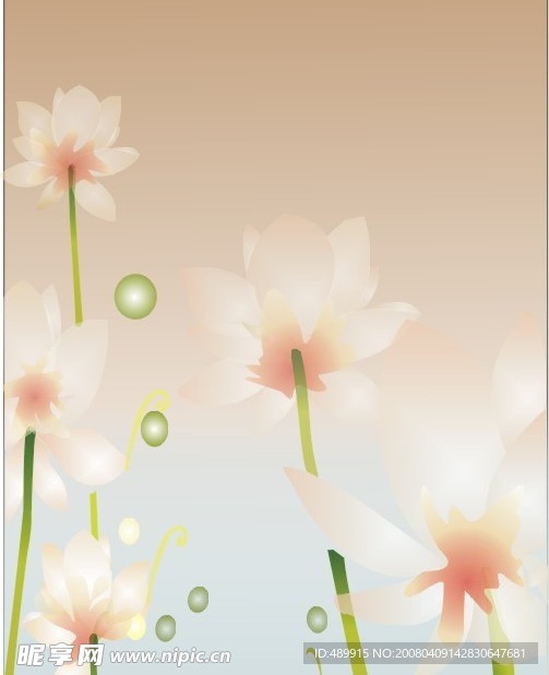 荷花
