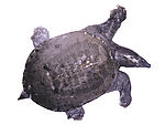 甲鱼