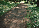 土路