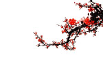 梅花树