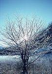 朝阳雪景