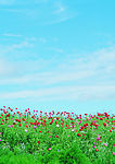 春天 草地  野花