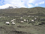 羊群  山羊  野外  高原