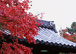 日本