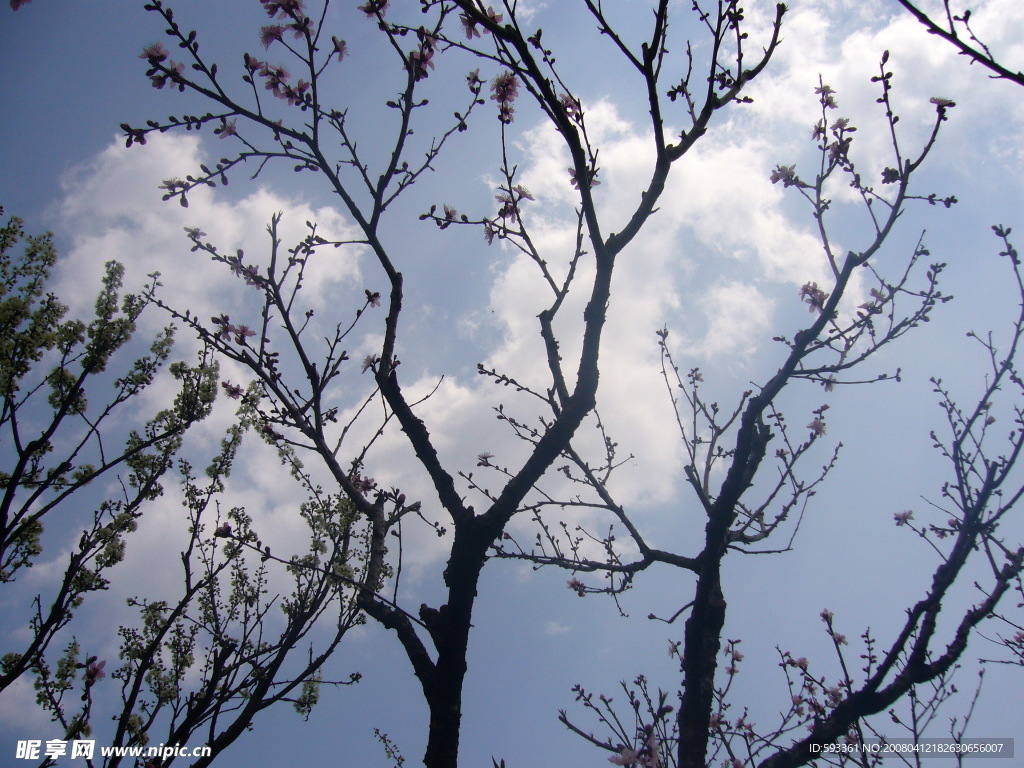 桃花