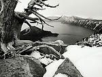 老树雪景