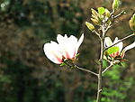 玉兰花